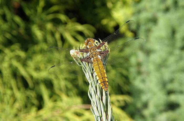 1. Natura